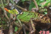 克拉玛依云南南滚河保护区首次发现红唇棘蜥