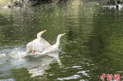 克拉玛依吉林：罕见白鸬鹚连续两年“故地重游”